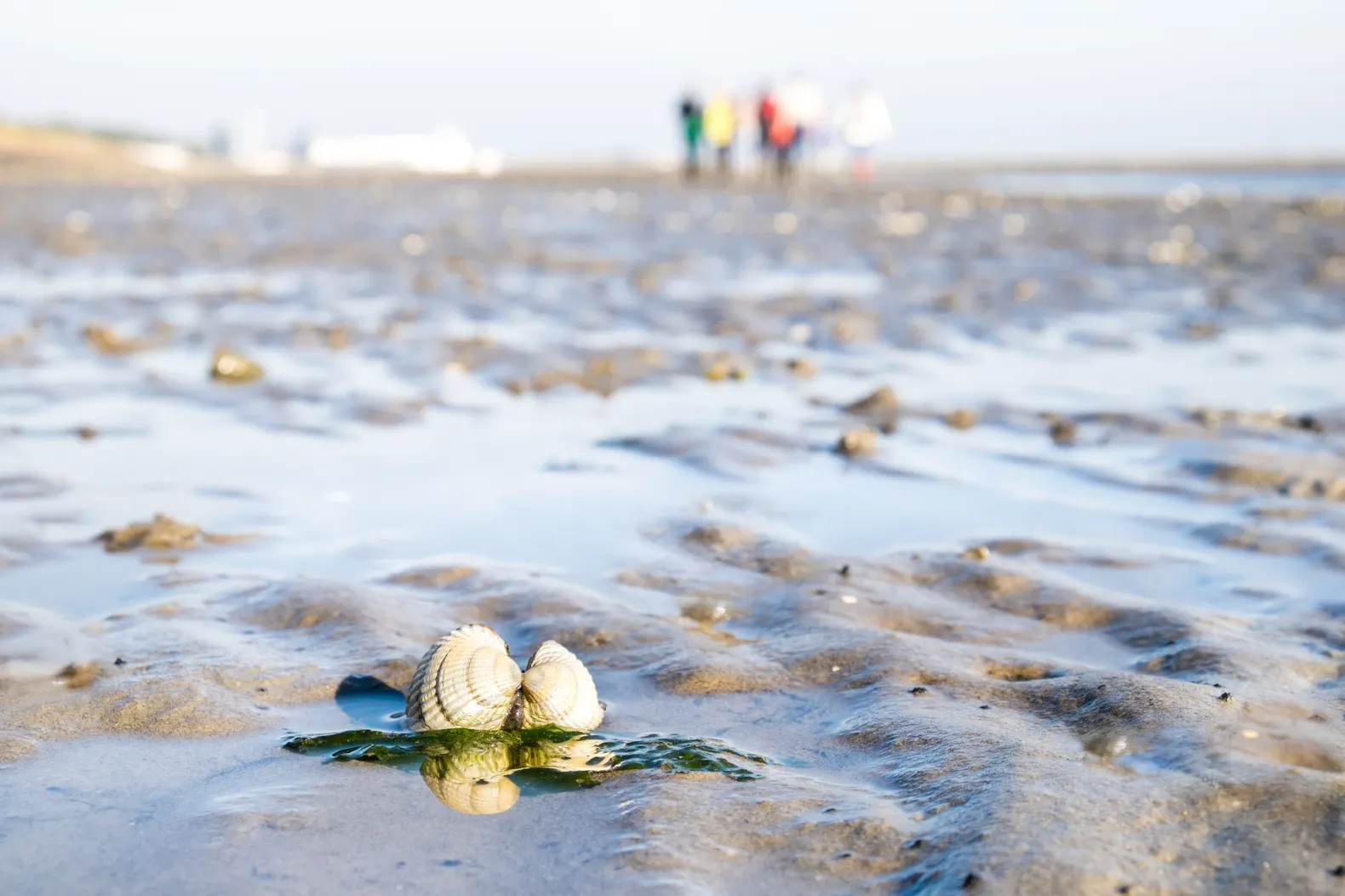 Wadexcursie op Vlieland: groep loopt met gids over het wad